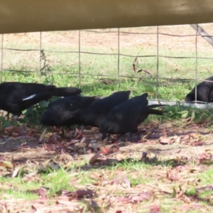 Corcorax melanorhamphos at Kambah, ACT - 27 Apr 2023 12:43 PM