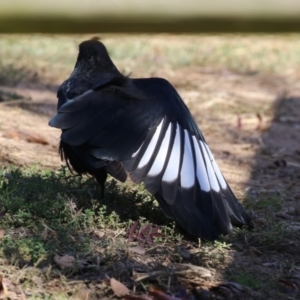 Corcorax melanorhamphos at Kambah, ACT - 27 Apr 2023 12:43 PM