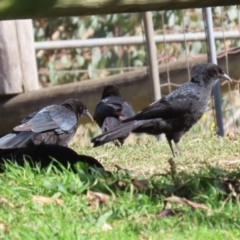 Corcorax melanorhamphos at Kambah, ACT - 27 Apr 2023 12:43 PM