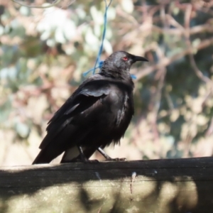 Corcorax melanorhamphos at Kambah, ACT - 27 Apr 2023 12:43 PM