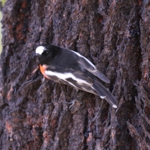 Petroica boodang at Kambah, ACT - 27 Apr 2023 12:28 PM