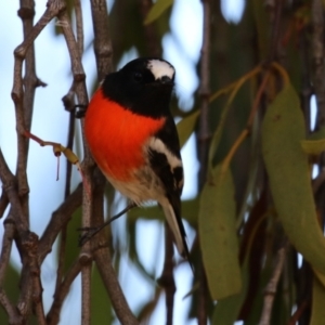 Petroica boodang at Kambah, ACT - 27 Apr 2023 12:28 PM