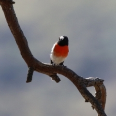 Petroica boodang at Kambah, ACT - 27 Apr 2023 12:28 PM