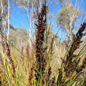 Gahnia subaequiglumis at Paddys River, ACT - 24 Apr 2023