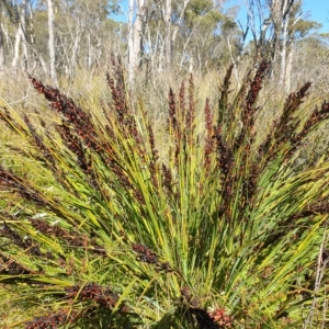 Gahnia subaequiglumis at Paddys River, ACT - 24 Apr 2023