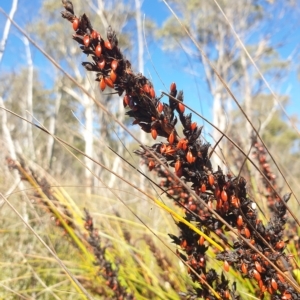 Gahnia subaequiglumis at Paddys River, ACT - 24 Apr 2023 01:36 PM