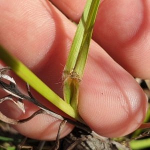 Hemarthria uncinata at Paddys River, ACT - 24 Apr 2023