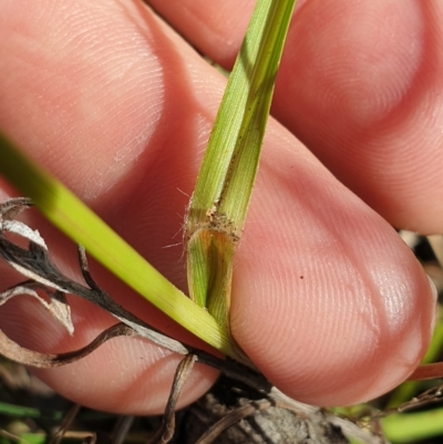 Hemarthria uncinata (Matgrass) at Paddys River, ACT - 24 Apr 2023 by gregbaines