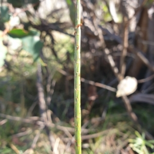 Hemarthria uncinata at Paddys River, ACT - 24 Apr 2023