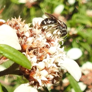 Lasioglossum (Chilalictus) sp. (genus & subgenus) at Acton, ACT - 26 Apr 2023 01:06 PM