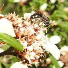 Lasioglossum (Chilalictus) sp. (genus & subgenus) (Halictid bee) at Acton, ACT - 26 Apr 2023 by HelenCross