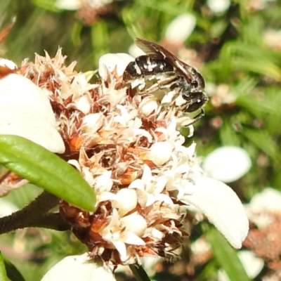Lasioglossum (Chilalictus) sp. (genus & subgenus) (Halictid bee) at Acton, ACT - 26 Apr 2023 by HelenCross
