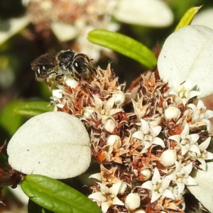 Lasioglossum (Chilalictus) sp. (genus & subgenus) at Acton, ACT - 26 Apr 2023