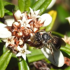 Lasioglossum (Chilalictus) sp. (genus & subgenus) at Acton, ACT - 26 Apr 2023