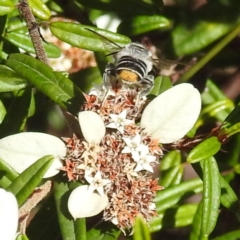 Megachile (Eutricharaea) maculariformis (Gold-tipped leafcutter bee) at Acton, ACT - 26 Apr 2023 by HelenCross