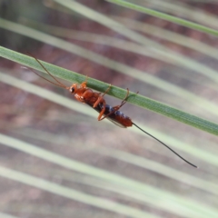 Lissopimpla excelsa (Orchid dupe wasp, Dusky-winged Ichneumonid) at ANBG - 26 Apr 2023 by HelenCross