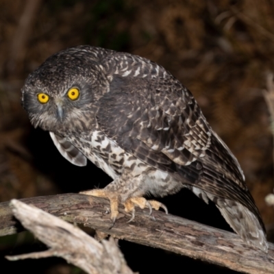 Ninox strenua (Powerful Owl) at Cotter River, ACT - 27 Apr 2023 by rawshorty