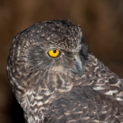 Ninox strenua at Cotter River, ACT - 27 Apr 2023