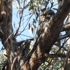 Podargus strigoides (Tawny Frogmouth) at Acton, ACT - 26 Apr 2023 by HelenCross