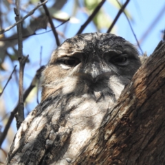 Podargus strigoides at Acton, ACT - 27 Apr 2023