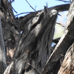 Podargus strigoides at Acton, ACT - 27 Apr 2023