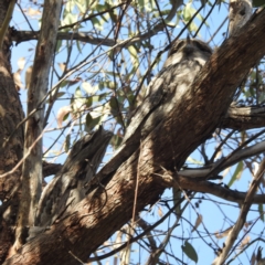 Podargus strigoides at Acton, ACT - 27 Apr 2023