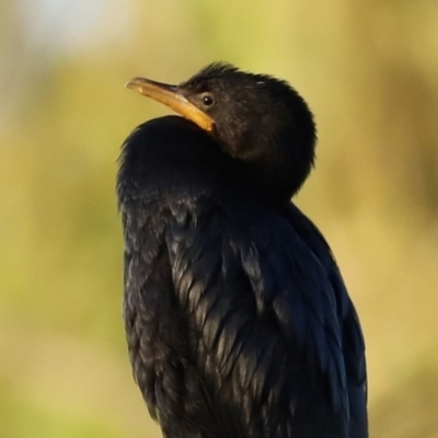 Microcarbo melanoleucos (Little Pied Cormorant) at Jerrabomberra Wetlands - 3 Apr 2021 by RodDeb