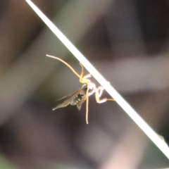 Ichneumonidae (family) (Unidentified ichneumon wasp) at Mongarlowe, NSW - 27 Apr 2023 by LisaH