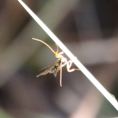 Ichneumonidae (family) (Unidentified ichneumon wasp) at QPRC LGA - 27 Apr 2023 by LisaH