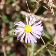 Brachyscome ciliaris (Bushy Cut-leaf Daisy) by LisaH