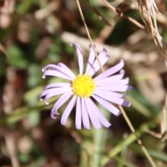 Brachyscome rigidula at Mongarlowe, NSW - 27 Apr 2023 by LisaH