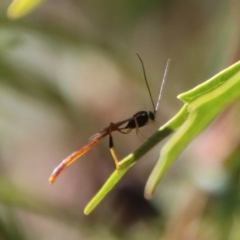 Trichomma sp. (genus) (Ichneumonid wasp) at QPRC LGA - 27 Apr 2023 by LisaH