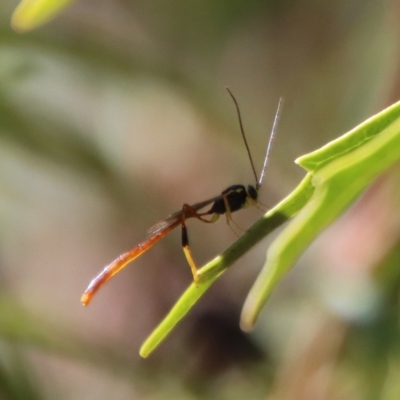 Trichomma sp. (genus) (Ichneumonid wasp) at Mongarlowe River - 27 Apr 2023 by LisaH