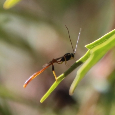 Trichomma sp. (genus) (Ichneumonid wasp) at QPRC LGA - 27 Apr 2023 by LisaH