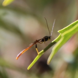 Trichomma sp. (genus) at Mongarlowe, NSW - 27 Apr 2023