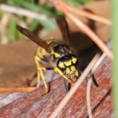 Vespula germanica (European Wasp, German Yellowjacket Wasp) at Mongarlowe, NSW - 27 Apr 2023 by LisaH
