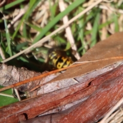 Vespula germanica at Mongarlowe, NSW - suppressed