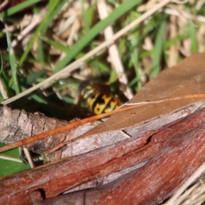 Vespula germanica at Mongarlowe, NSW - 27 Apr 2023