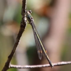 Synlestes weyersii at Mongarlowe, NSW - 27 Apr 2023 by LisaH