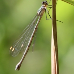 Synlestes weyersii at Mongarlowe, NSW - suppressed