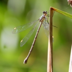 Synlestes weyersii at Mongarlowe, NSW - suppressed