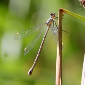 Synlestes weyersii at Mongarlowe, NSW - suppressed