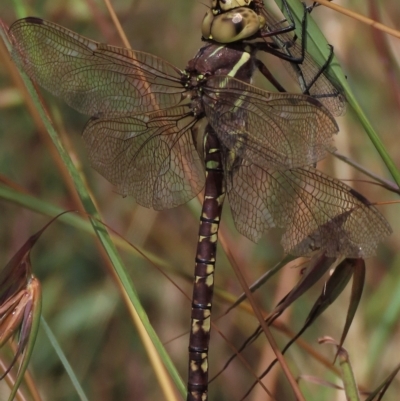 Adversaeschna brevistyla (Blue-spotted Hawker) at Dry Plain, NSW - 15 Jan 2022 by AndyRoo