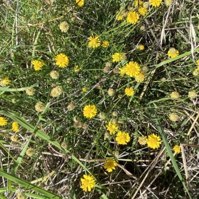 Calotis lappulacea (Yellow Burr Daisy) at Molonglo Valley, ACT - 27 Apr 2023 by SteveBorkowskis