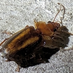 Philophlaeus sp. (genus) (Bark carab beetle) at Watson, ACT - 27 Apr 2023 by sbittinger