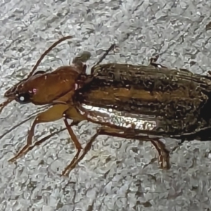 Philophlaeus sp. (genus) at Watson, ACT - 27 Apr 2023 10:24 PM