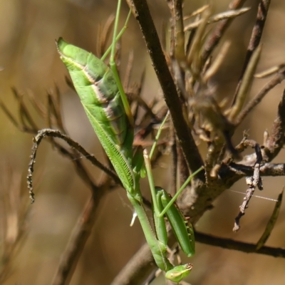 Pseudomantis albofimbriata (False garden mantis) at Wingecarribee Local Government Area - 17 Mar 2023 by Curiosity