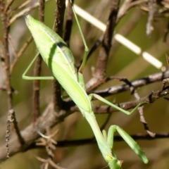 Pseudomantis albofimbriata at Braemar, NSW - 17 Mar 2023