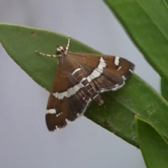 Spoladea recurvalis (Beet Webworm) at Wingecarribee Local Government Area - 18 Mar 2023 by Curiosity