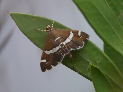 Spoladea recurvalis (Beet Webworm) at Braemar, NSW - 18 Mar 2023 by Curiosity